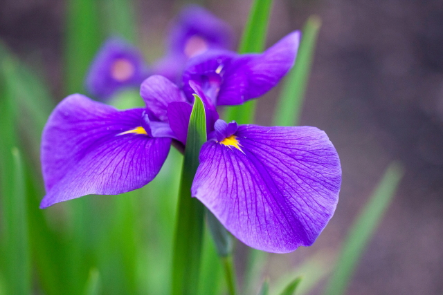 新発田市の花　あやめ